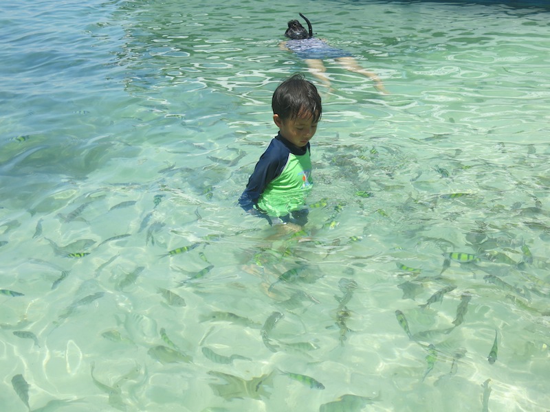 Krabi Koh Mor Island Beach Fish