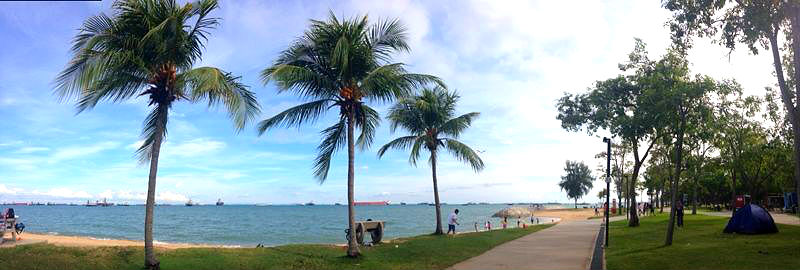 Coconut Trees near the sea