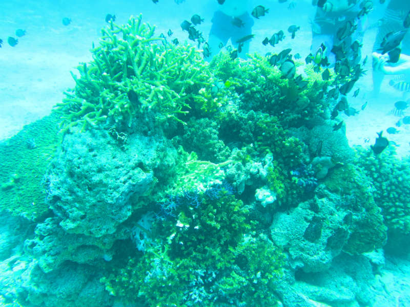 Corals with lots of small fish