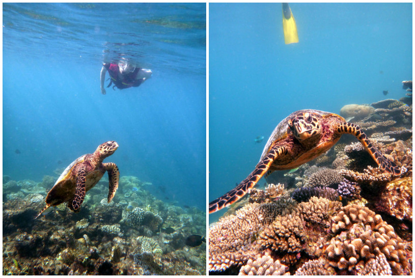 Baros Maldives House Reef