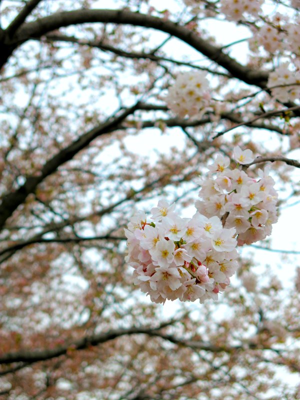 Beautiful Cherry Blossoms Close up