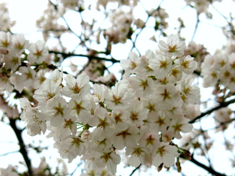 Cherry Blossoms Close-up Shot