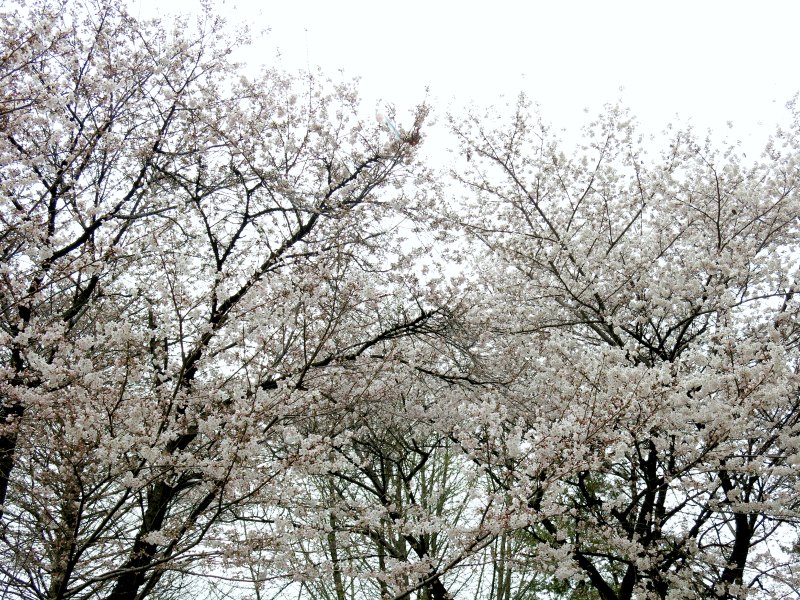 Two Big Cherry Blossom Trees
